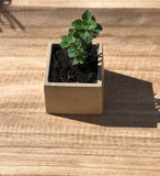 EARTHTONE CONCRETE PLANTER-SQUARE